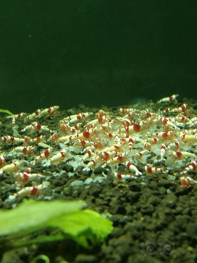 【出售】系统红白水晶虾-图1