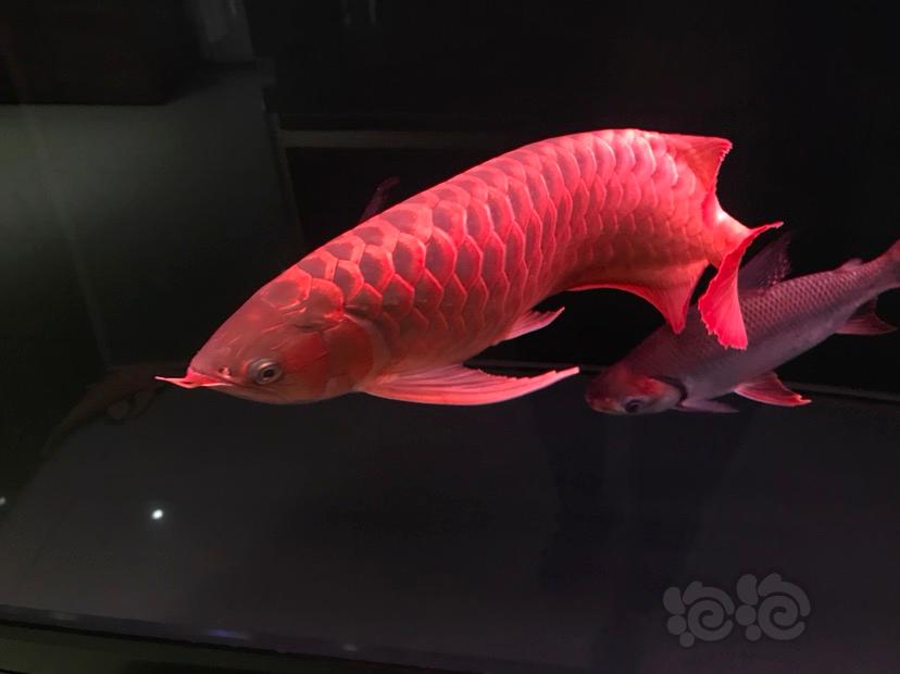 【龙鱼】红西龙大龙鱼-图1