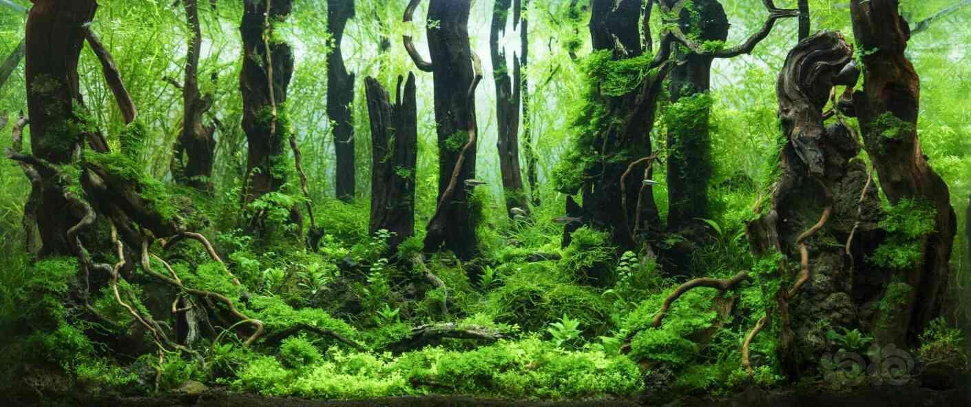 草友要的森林类景