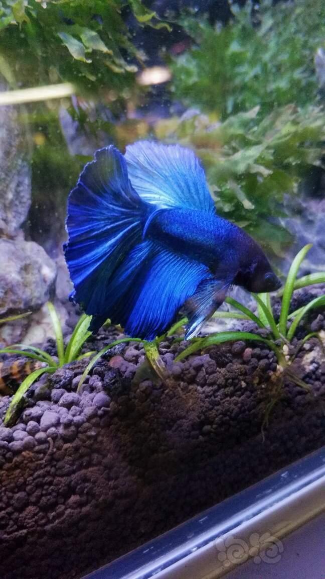 【斗鱼】看看我的小鱼