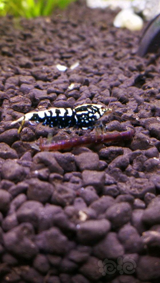 20171029rmb拍卖银河鱼骨水晶虾1只