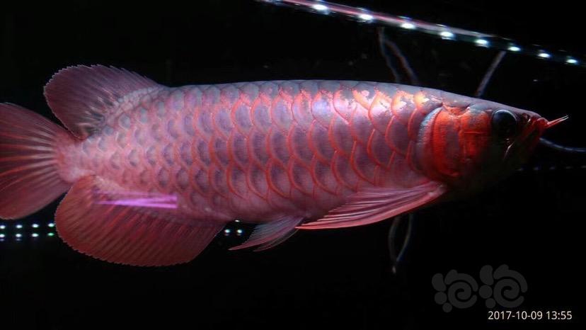 【龙鱼】印尼超血红龙-图4