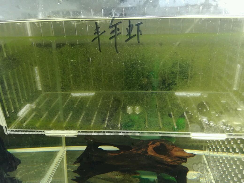 【异型】给下窝直升机苗子准备的爆藻隔离盒-图1