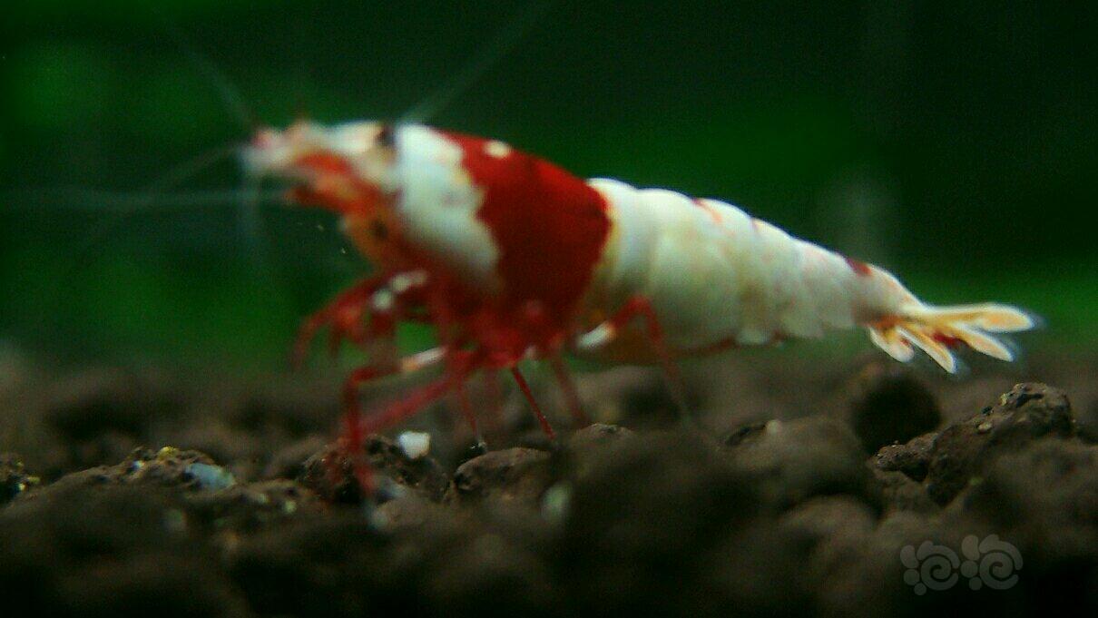 红白，深红系列母虾-图3