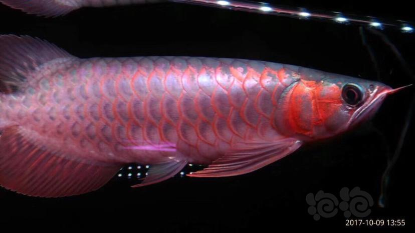 【龙鱼】印尼超血红龙-图3