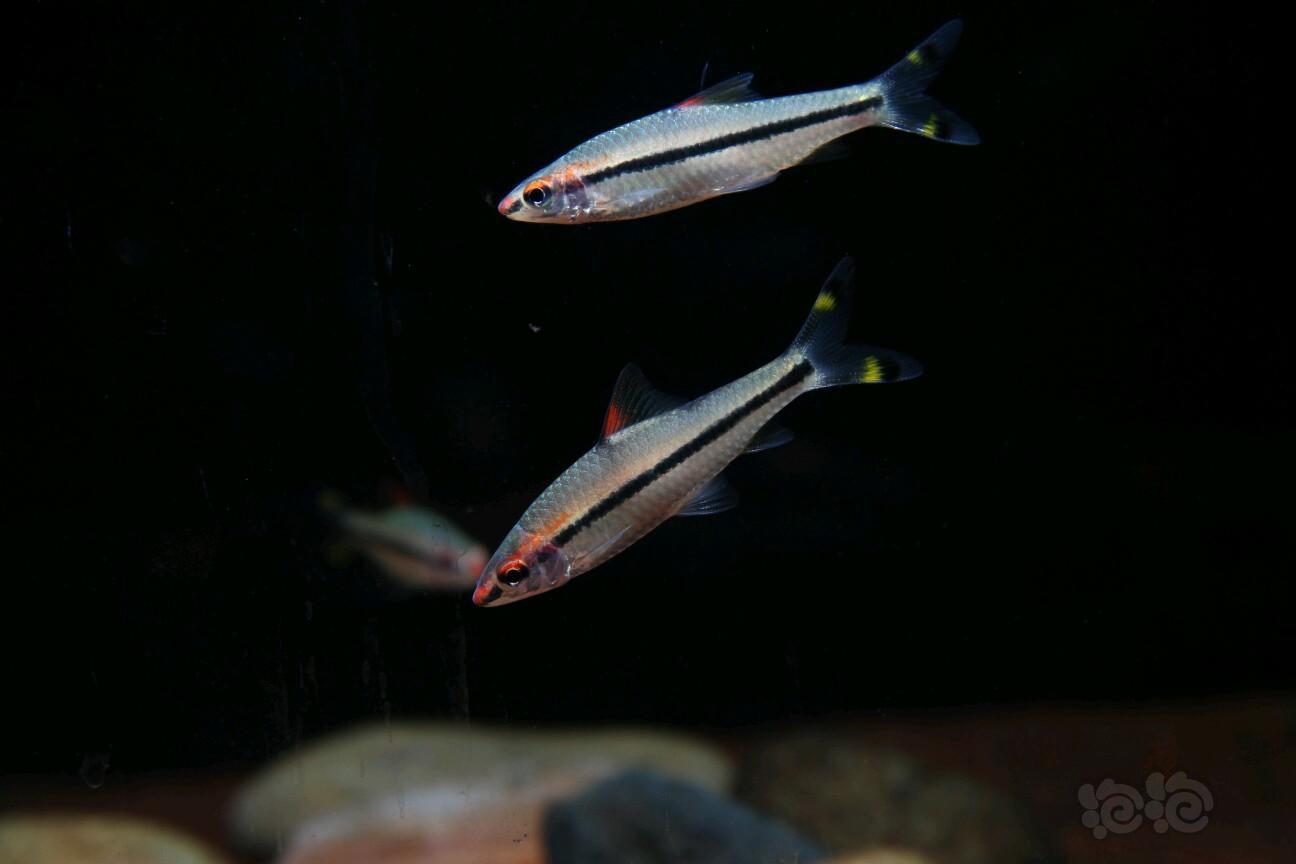 【灯科鱼】5cm一眉道人