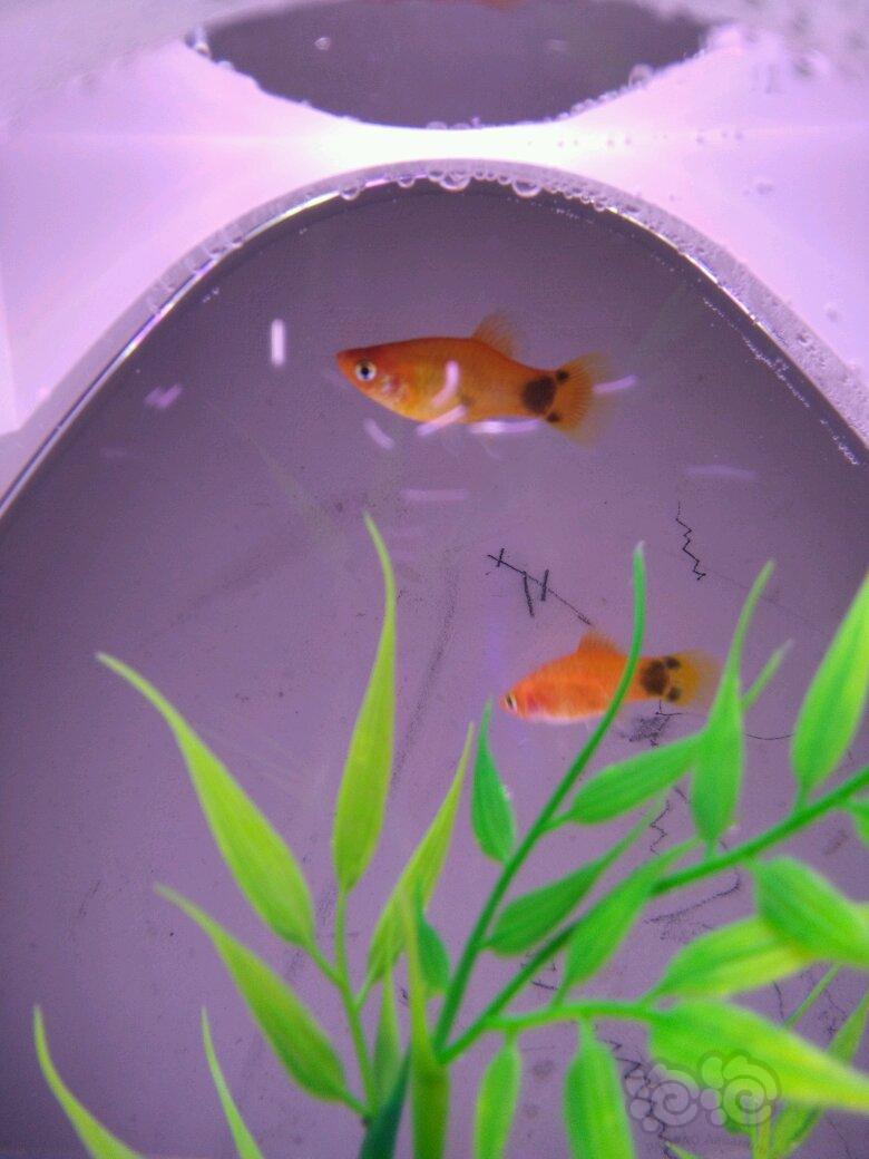 【孔雀鱼】这条是什么鱼呀?能生孩纸吗,好养吗,1块钱买的