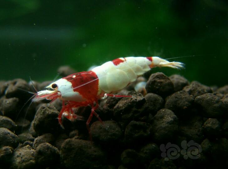红白  深红系母虾(二)-图3