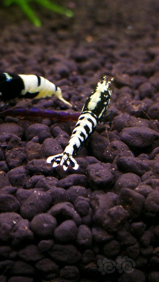 20171029rmb拍卖银河鱼骨水晶虾1只