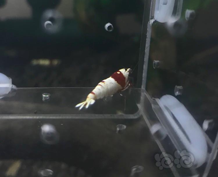 【虾】2017-10-8#RMB拍卖红白水晶虾6只 -图5