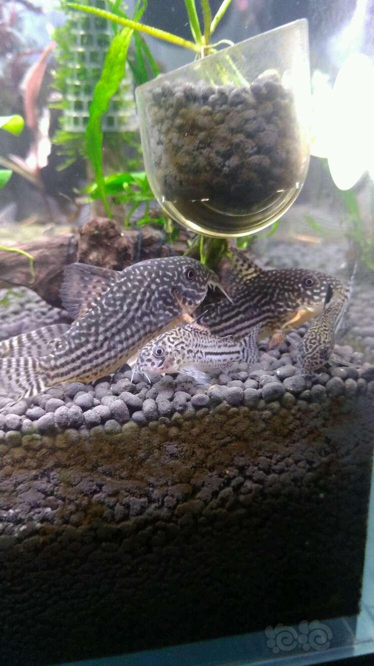 鼠鱼大珍珠小茉莉