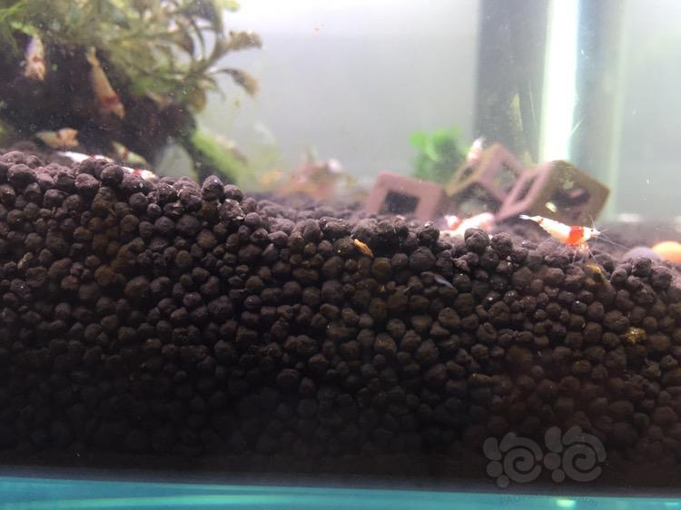求指导请问各位前辈虾缸里这种在土里像蠕虫的虫子如何治理