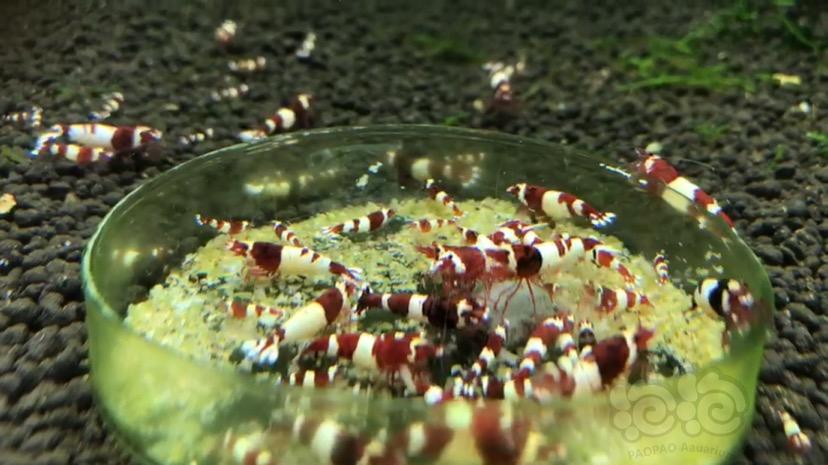 【出售】清密度 出水晶虾 蓝化 酒红 红白水晶虾 -图2