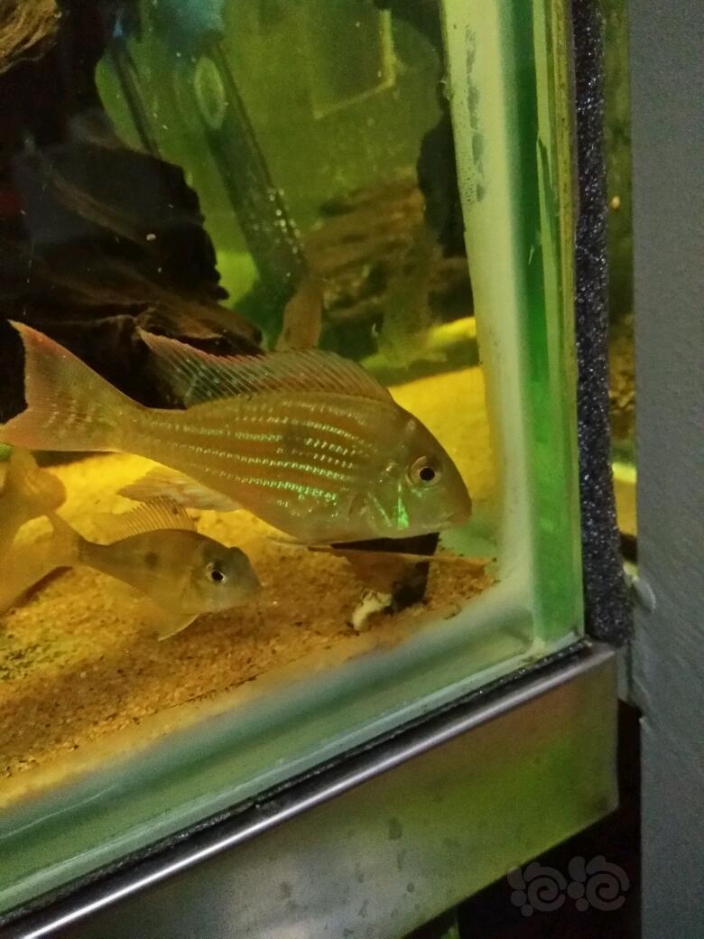 南美慈鲷大爱关刀关刀关刀
