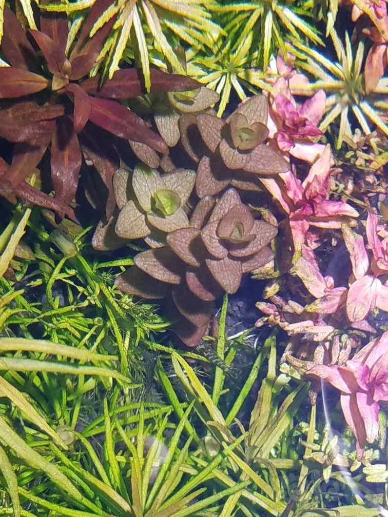 自家养的水下草 够开缸了 泡泡水族