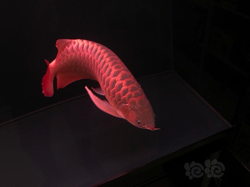 【龙鱼】红西龙大龙鱼-图2