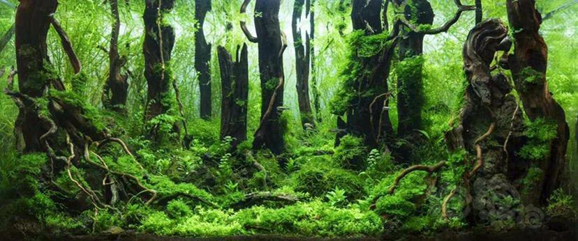 本人最近迷恋森林景～跪求图中的开缸教程或作品名称等信息  感激不尽