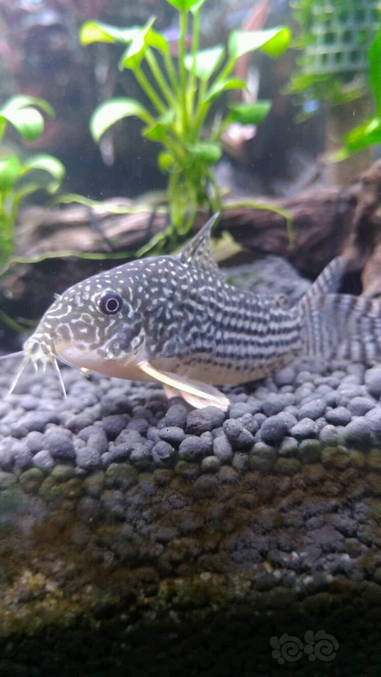 鼠鱼大珍珠小茉莉