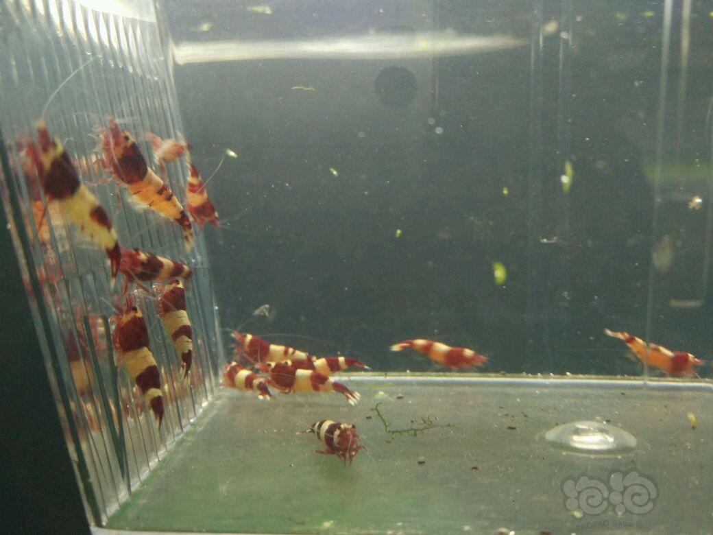 【虾】2017-10-17#RMB拍卖酒红公虾20只(禁丸和熊猫)-图4