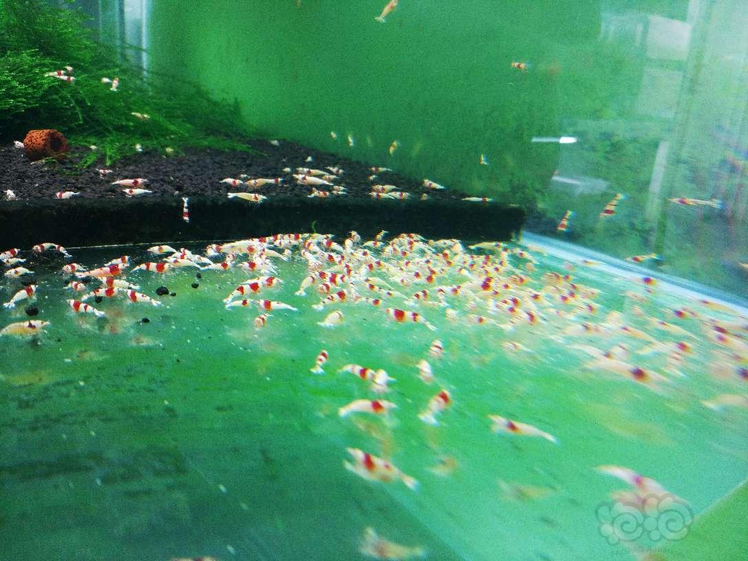 哈尔滨-安德烈水晶虾，秋季大放送-图1