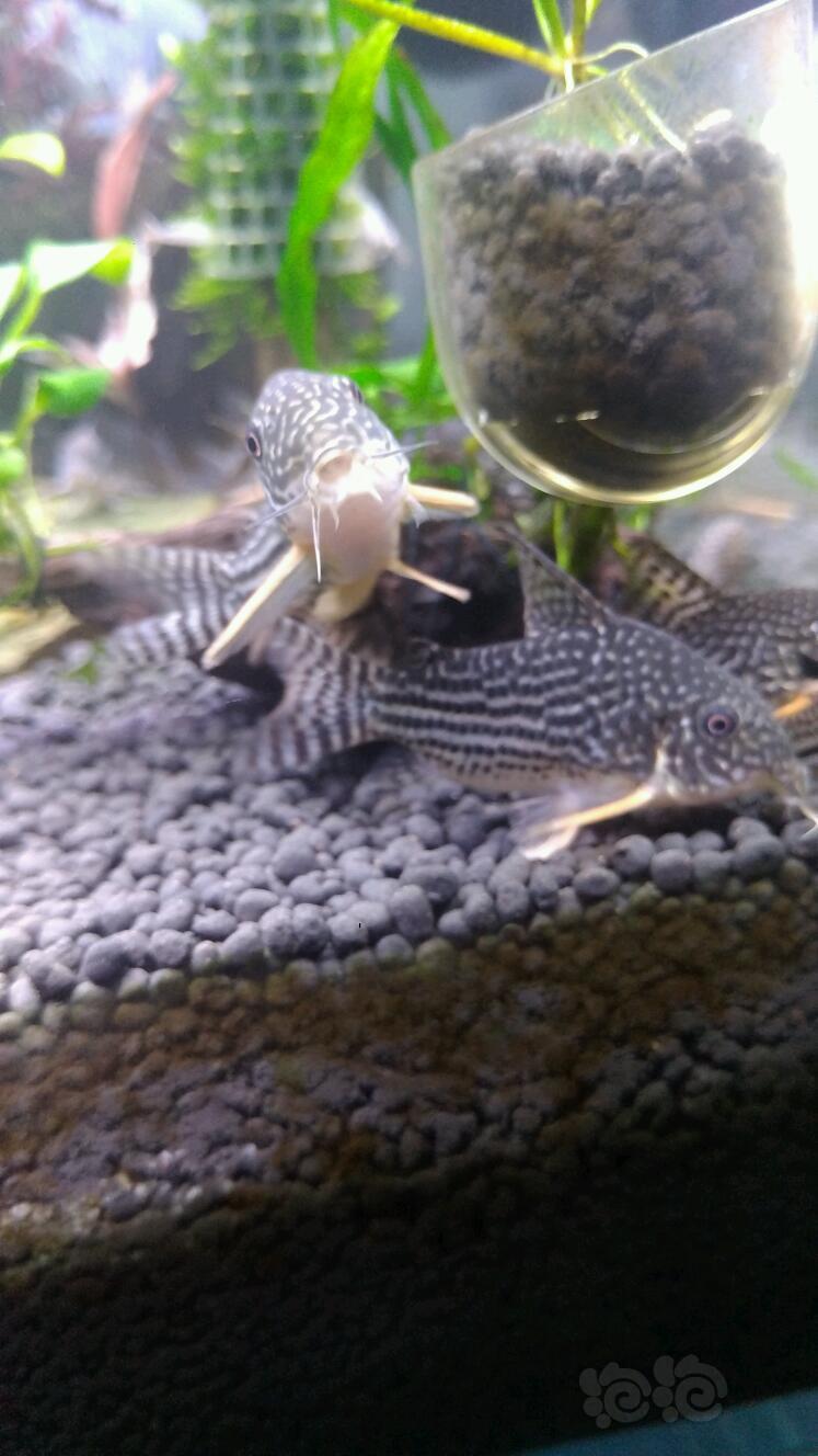 鼠鱼大珍珠小茉莉