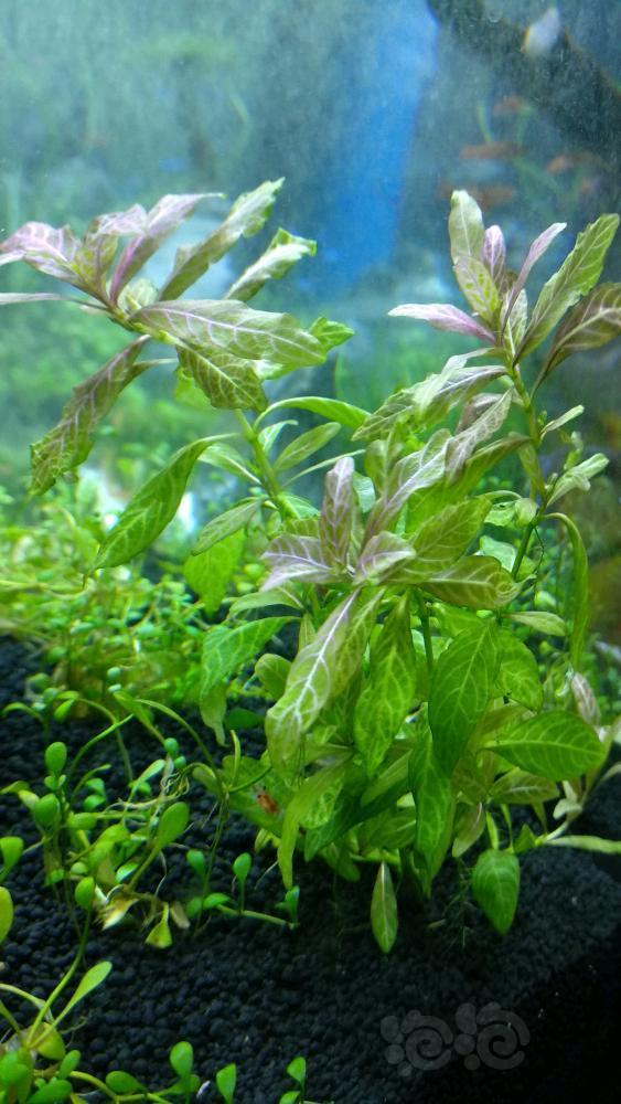 请问这个红叶青丝横着长,爬的比矮珍珠还快,要怎么弄?