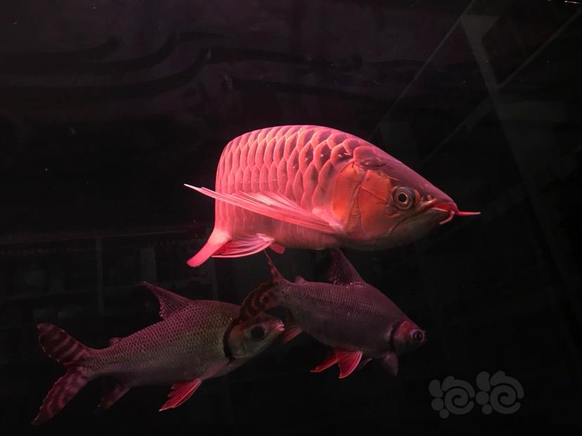 【龙鱼】红西龙大龙鱼-图4