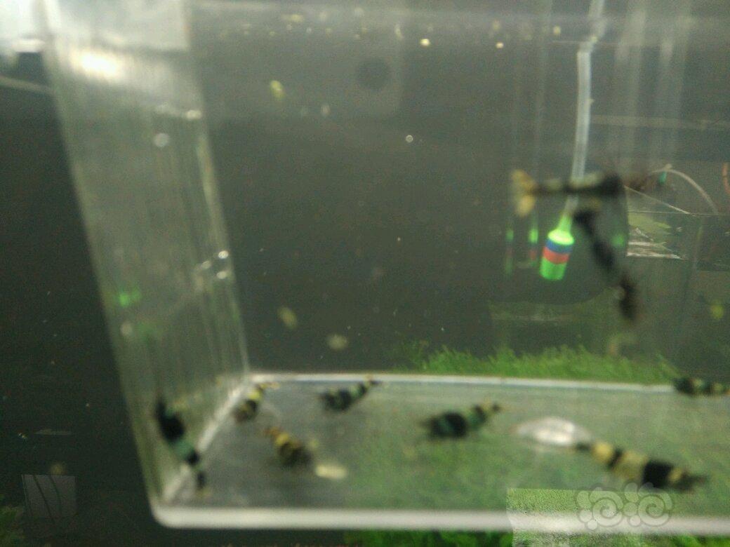 【虾】2017-10-16#RMB拍卖蓝化黑金刚公虾20只-图1