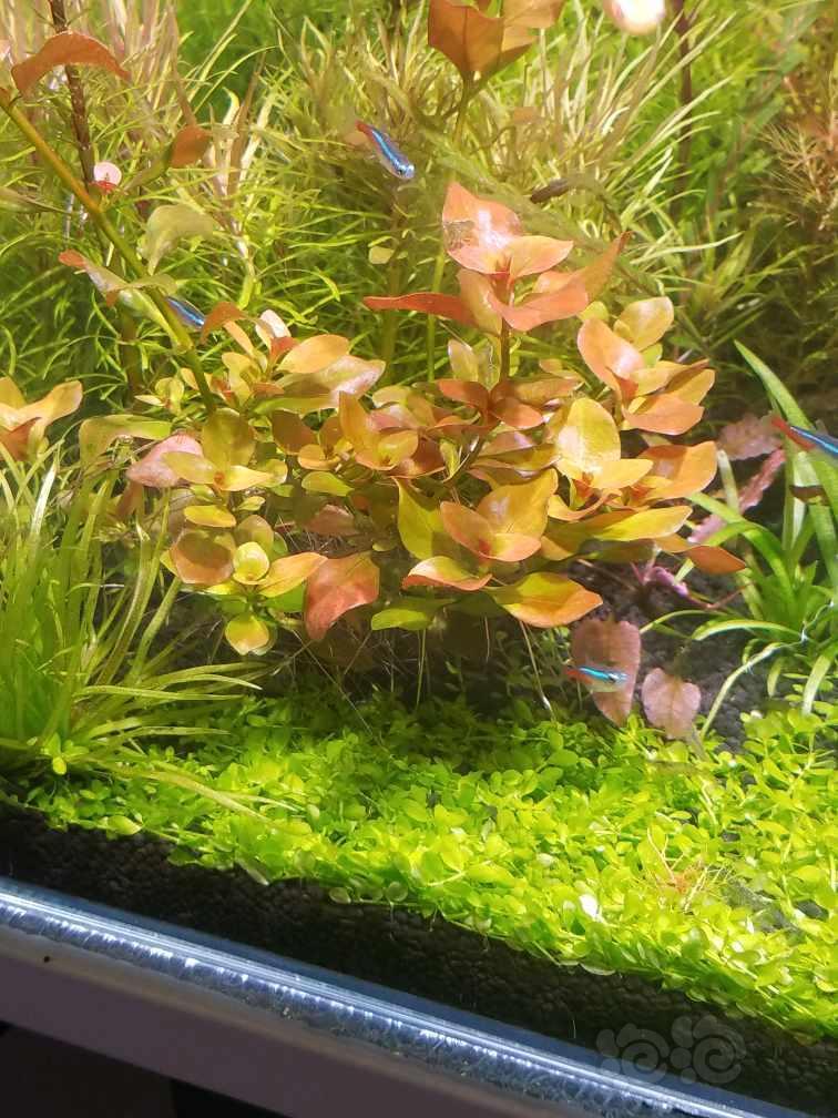 自家养的水下草 够开缸了 泡泡水族