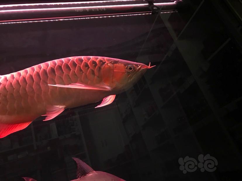【龙鱼】红西龙大龙鱼-图5