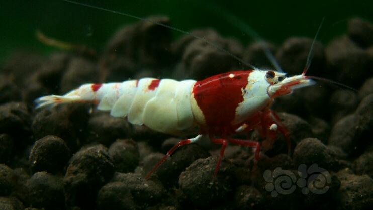 红白，深红系列母虾-图1