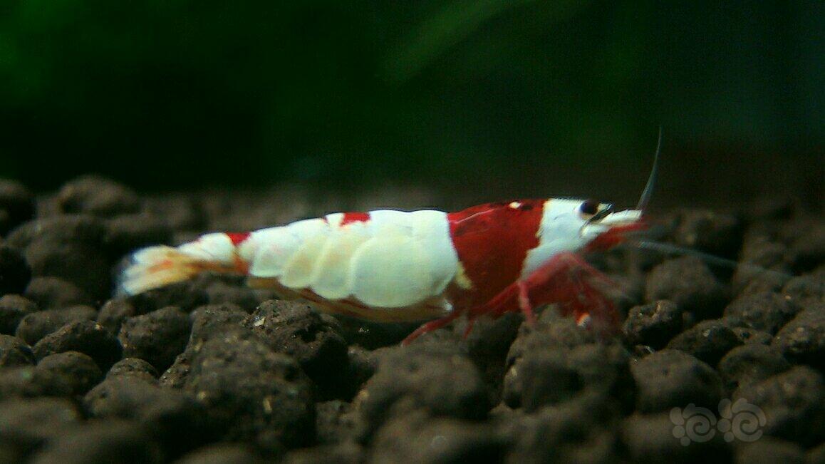 红白  深红系母虾(三)-图1