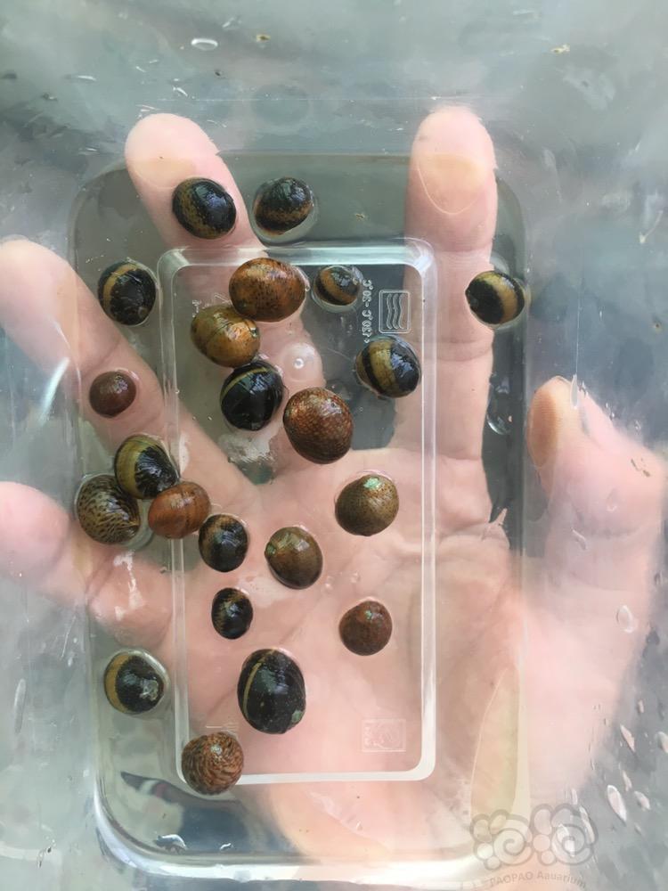 批发零售彩蛋螺 角螺 黑金刚 奥莱螺 黑金鲍鱼螺 原生吸鳅和原生虾-图