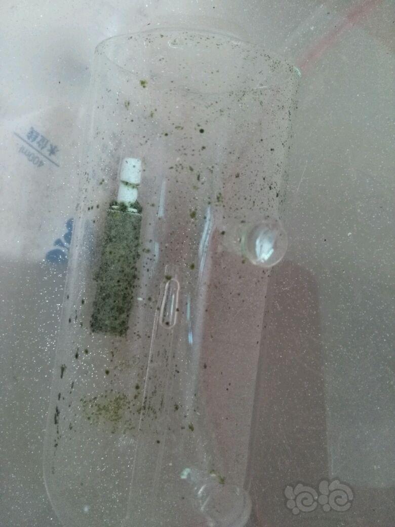 打氧玻璃罩上面有藻！怎么清理。-图1