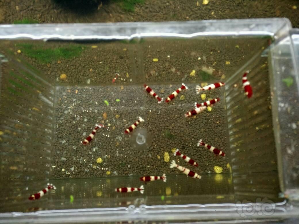 【虾】2017-10-22#RMB拍卖酒红公虾深红全红爪14只，一般公虾9只共23只公虾。-图1
