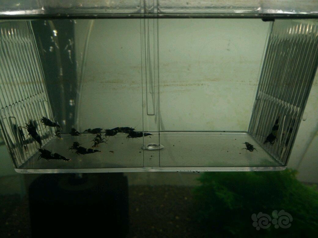 【虾】2017-10-19#RMB拍卖黑金刚公虾40只。-图2