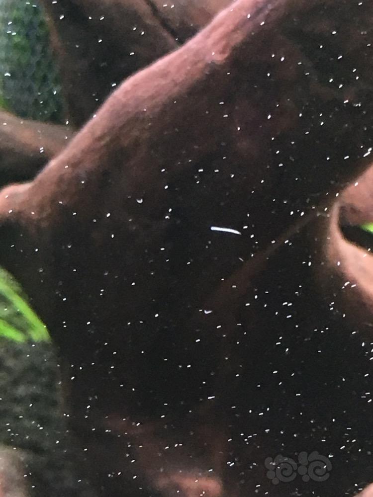 鱼缸里黑色硬壳小虫图片