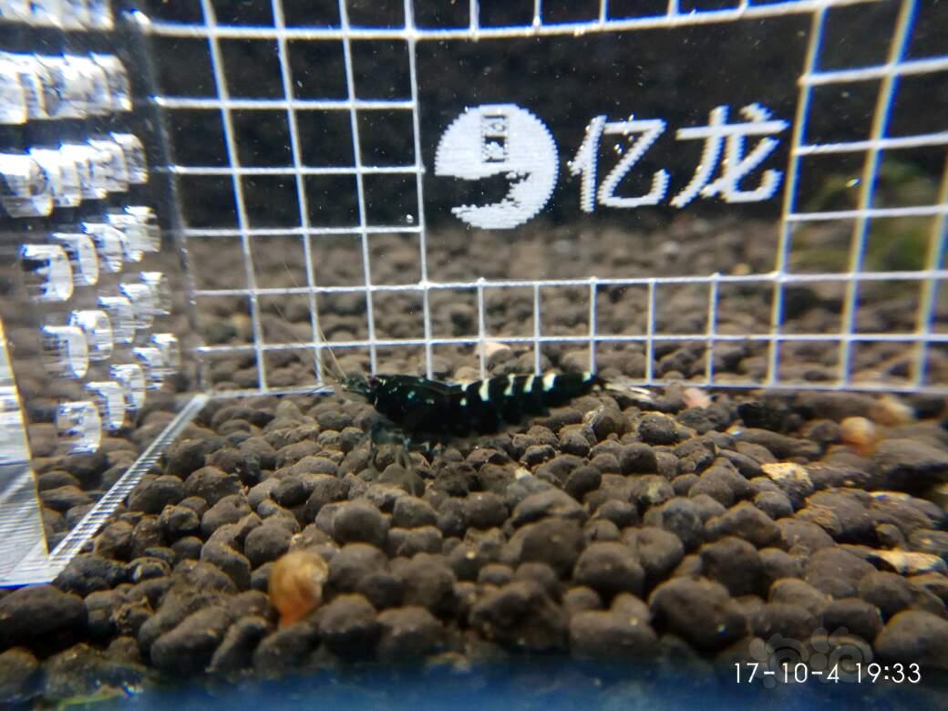 【虾】2017-10-5#RMB拍卖银河鱼骨淘汰虾-图5