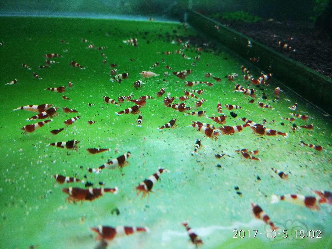 哈尔滨-安德烈水晶虾，节后第一贴-图5