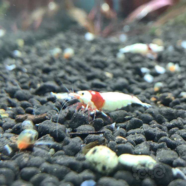 谢谢小马兄弟的种虾