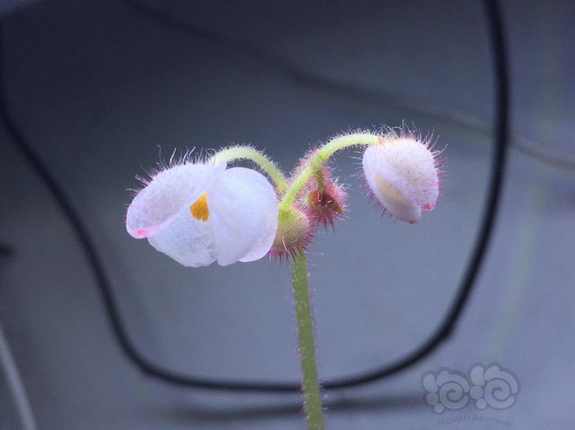 【雨林】Begonia vallicola-图2