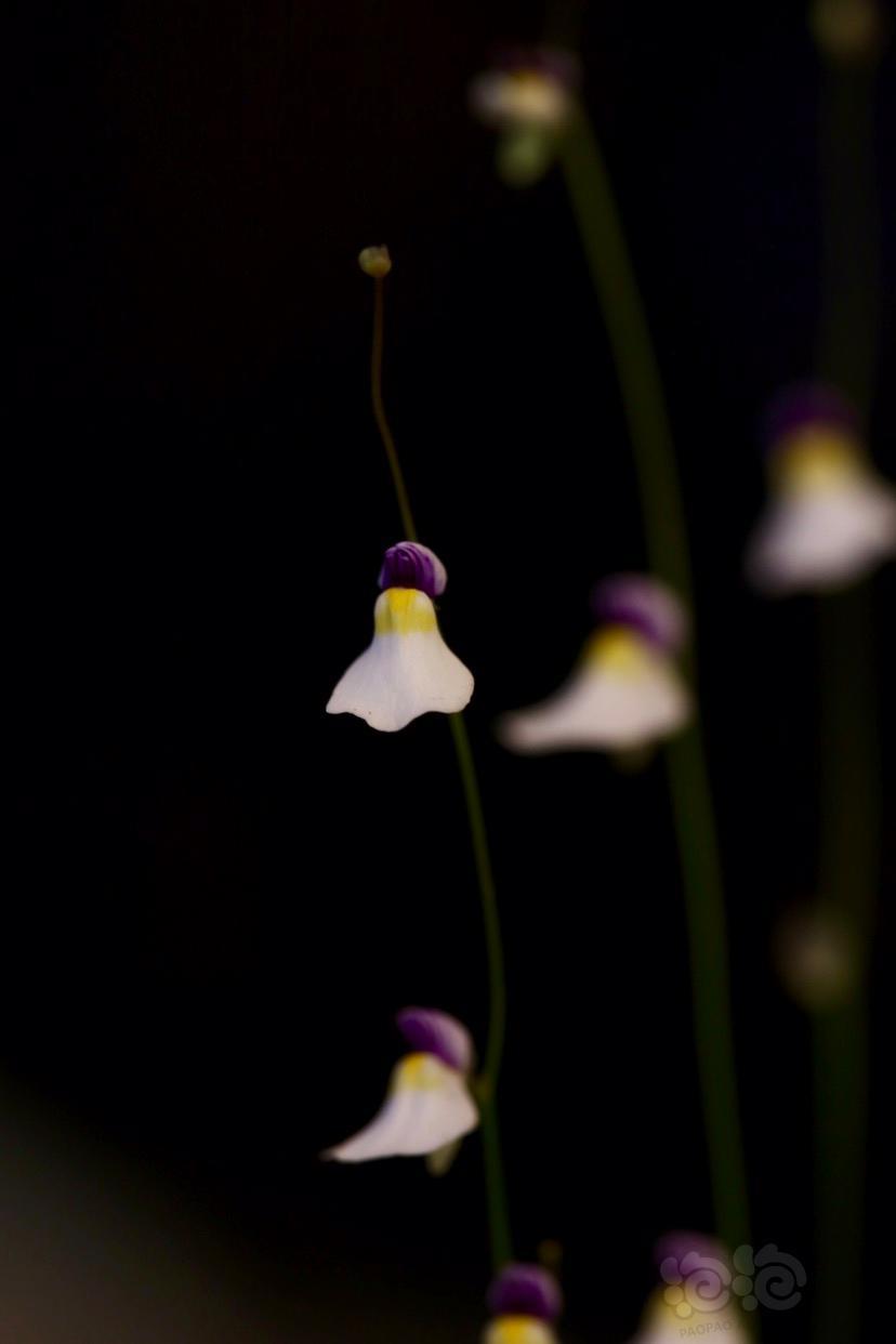 【其他】神秘的小精灵-海妖女狸藻