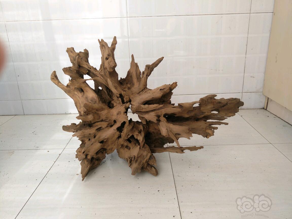 【沉木】出售一颗虾木-图2