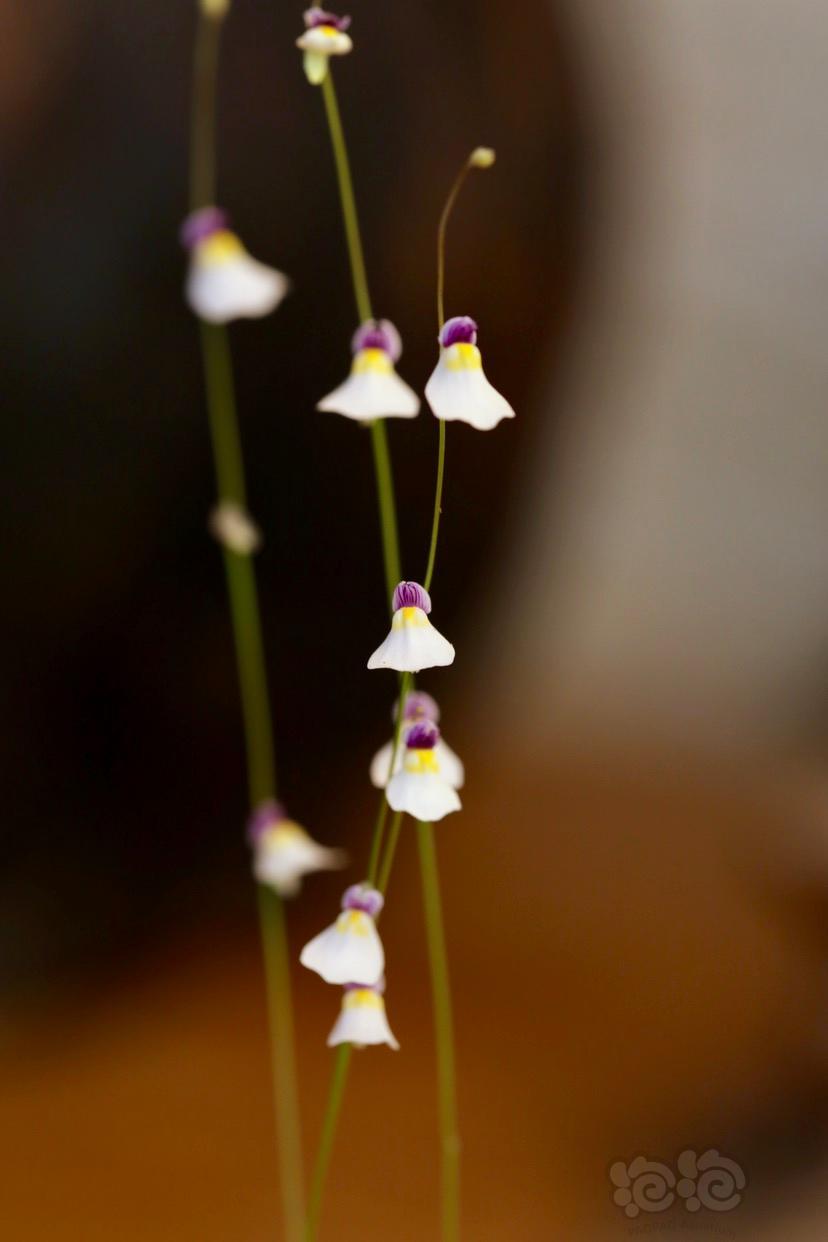 【其他】神秘的小精灵-海妖女狸藻