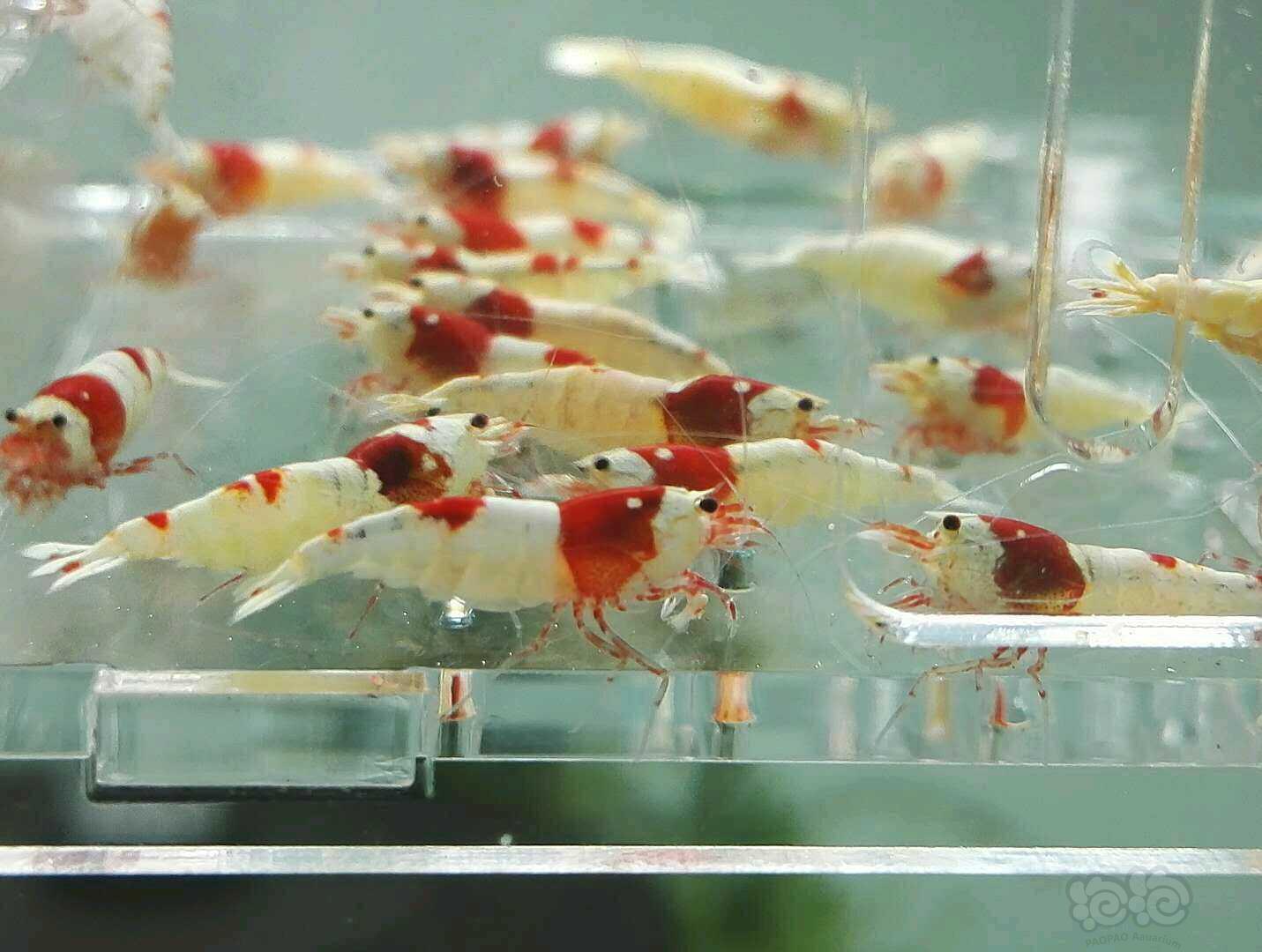 【虾】2017-11-6#RMB拍卖纯血红白厚白母虾70只一份-图2