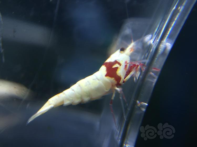 【虾】2017-11-16#RMB拍卖纯血红白辉煌公虾2只-图1