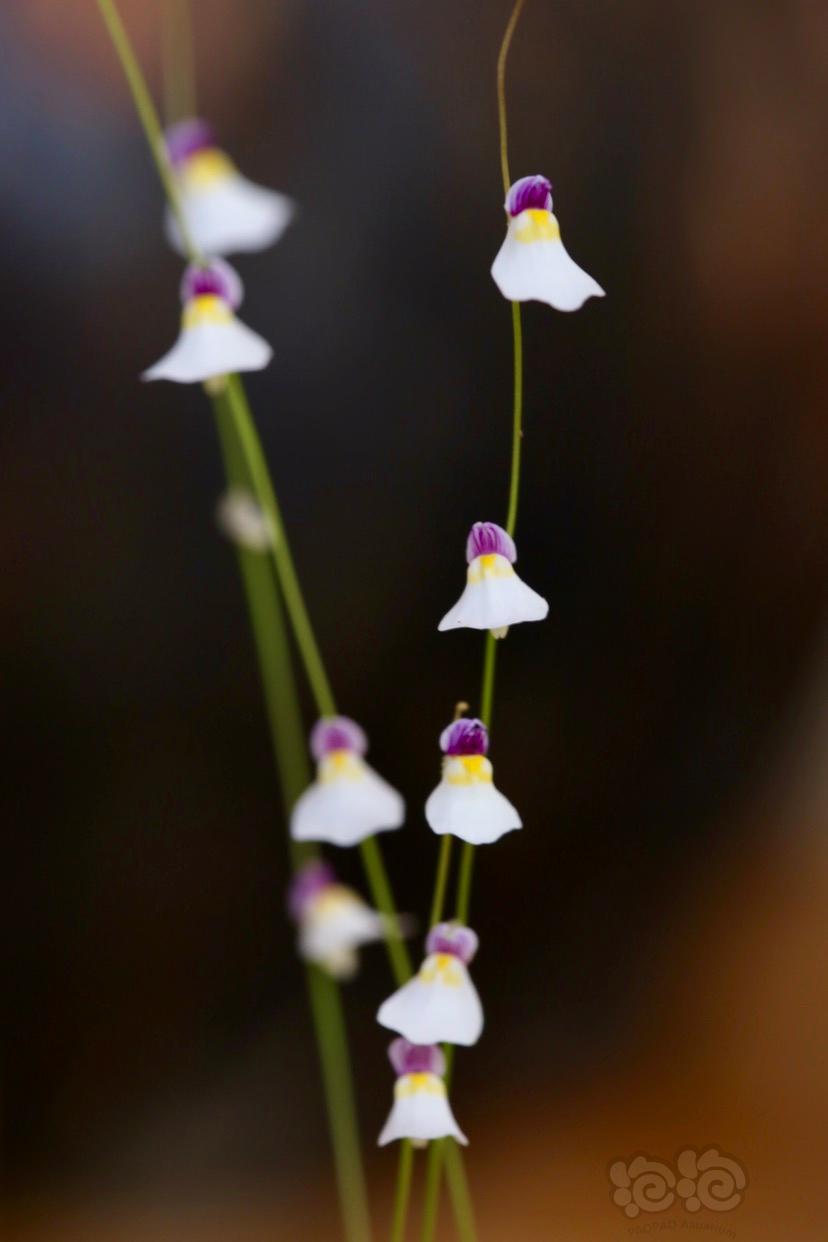 【其他】神秘的小精灵-海妖女狸藻