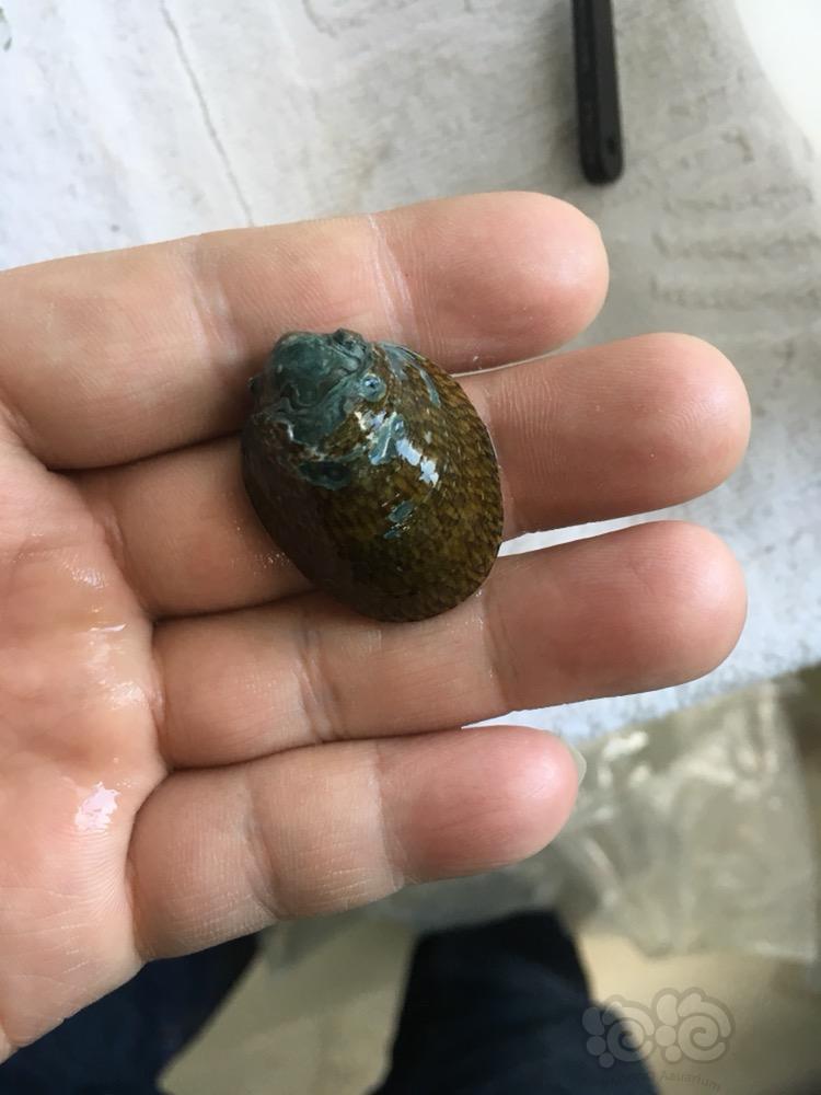 大个鲍鱼螺过瘾