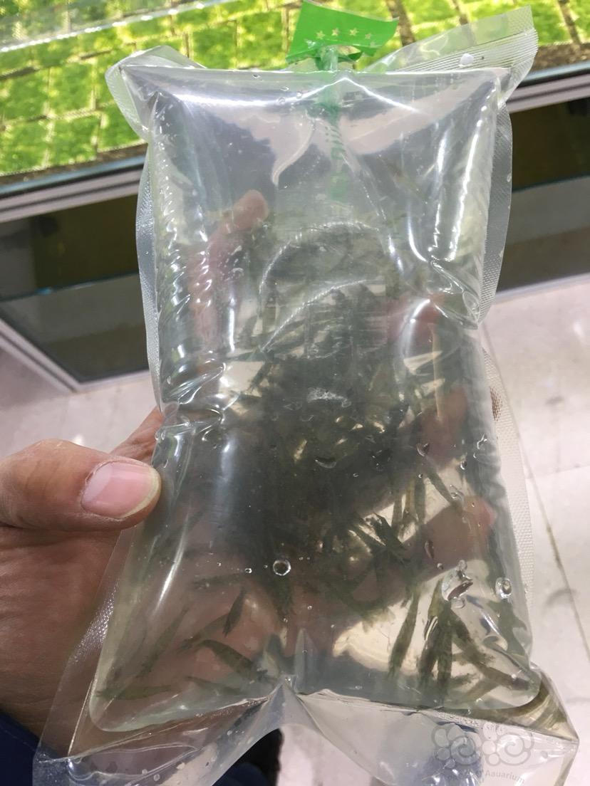 【出售】黑壳虾包邮免包装 16.8元220只-图3