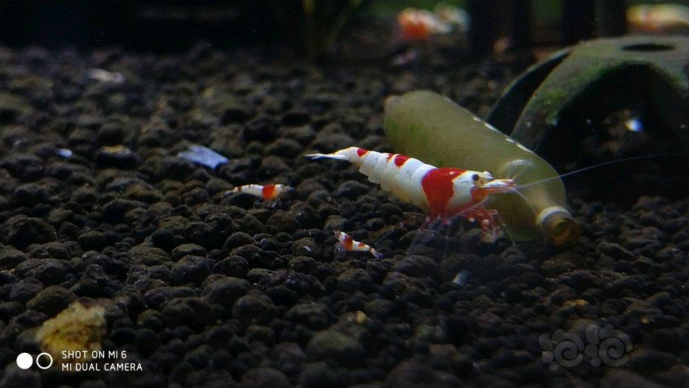【虾】2017-11-24#RMB拍卖 纯血红白水晶虾15只-图5